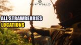 All Strawberries Locations New World