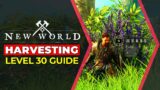 New World | Harvesting Guide – Level 30 Super Fast!