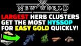 The BEST HYSSOP Spot In New World! LARGE CLUMPS of HERBS EASY GOLD!