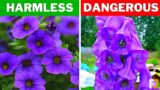 10 Beautiful Plants That Are Secretly Deadly!