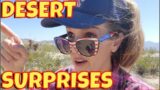 #622 Looking For Tortoise and Finding All Kinds of Weird Surprises in the Springtime Desert