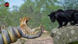 Angry ! Panther rushes to the rescue the Leopard when Giant Python attacks | Python vs Leopard