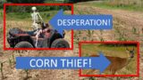 Corn and soybean food plot updates-The first 6 weeks, replanting & desperate measures!