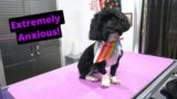 Havanese Gets A Haircut & Is Too Anxious! What can be done?