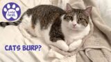 Loudest Cat Burp, Hexbug Scorpion, Palram Greenhouse, Mail Time – Cat Family Vlog S5 E28 Compilation