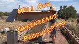 Planting Greenbeans For A Fall Crop Pt2