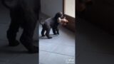 Puppy Gets Sad When Left Alone