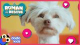 Roman Helps Tiny, Cuddly Pup Find Family | Roman To The Rescue | @Disney XD x @Dodo Kids