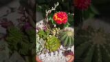 Simple and easy Cactus succulent arrangement in terracotta pot #cactuskuantan #succulents #shorts