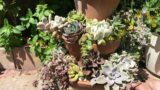 Topsy Turvy Succulent Planter Arrangement | Succulent Tower of Terracotta Pots | Leaf and Designs