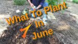 What Can You Plant In June In The Deep Mulch Garden 6-6-2022