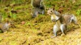 What's Wild | Squirrels
