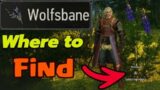 Where can I find Wolfsbane in Witcher 3?