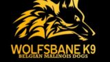 Wolfsbane K9 Belgian Malinois KNPV PH1 met lof