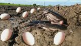 amazing fishing ! Pick a lot of duck eggs to catch fish in the hole in the field