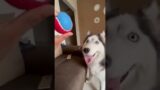 googly-eyed doggo chases ball