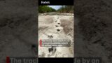 113-Million-Year-Old Dinosaur Tracks Uncovered In The US