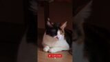 #subscribe #cat video