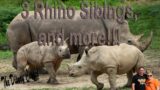 3 Rhino Siblings, New DVC Tower, Disney Wish news and more!