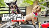 9 Year Old Birthday Celebrations – Kelpie Style
