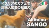 Akita dog “SANGO” is popular among Italian men!