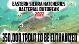 BACTERIAL OUTBREAK | EASTERN SIERRA | 350,000 FISH EUTHANIZED | HATCHERY | 2022