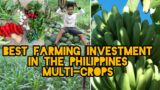 Best investment in the Philippines  (Multi-Crops)