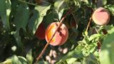 Birds Are Destroying Our Peaches! | Protecting Peaches From Birds