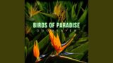 Birds of Paradise