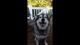 Bob The Dog Says Hello! #shorts #talkingdog