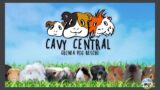 Cavy Central Hello