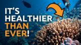 Climate Activists Were WRONG About the Great Barrier Reef