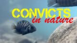 Convict cichlids in nature: Amatitlania and Neetroplus in Costa Rica!