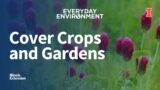 Cover Crops and Gardens: Everyday Environment Webinar Series