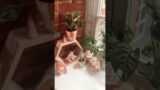 DIY Paint terracotta planters and pots at home – IV