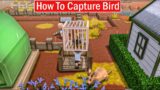 Dinkum How To Capture Bird