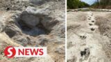 Dinosaur tracks from 113 million years ago exposed by drought in Texas
