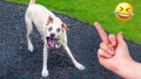 Dogs Really Hate Middle Finger – Funny Pets Reaction | Aww Pets