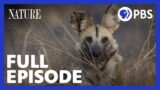 Dogs in the Land of Lions | Full Episode | NATURE | PBS