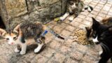 Dozens of hungry kittens living in the park are asking people for food.