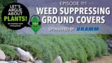 Episode 111: Weed Suppressing Ground Covers