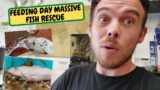 Feeding Day Massive Fish Rescue (Snake Island Exotics)