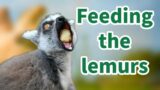Feeding the lemurs in the rescue zoo, and animal surprise in the end of the video