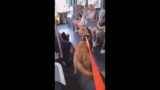 Frankie: Disney Bus ride — video 3 of 6