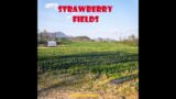 Free Beat, "Strawberry Fields" freestyle instrumental