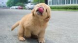 Funniest & Cutest Golden Retriever Puppies – 30 Minutes of Funny Puppy Videos 2022 #12