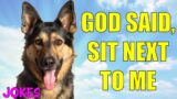 Funny Jokes – Two Dogs And A Cat Go To Heaven And God Says This