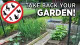 Garden Pest Protection: Deer, Rabbits, Squirrels, Birds, Dogs, Cats -Tips for Humane Organic Control