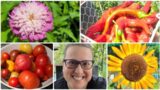 Garden tour: peppers, tomato problems & cover crop plans