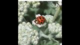 Gardening for the Good Bugs, Solano County, 5/6/21